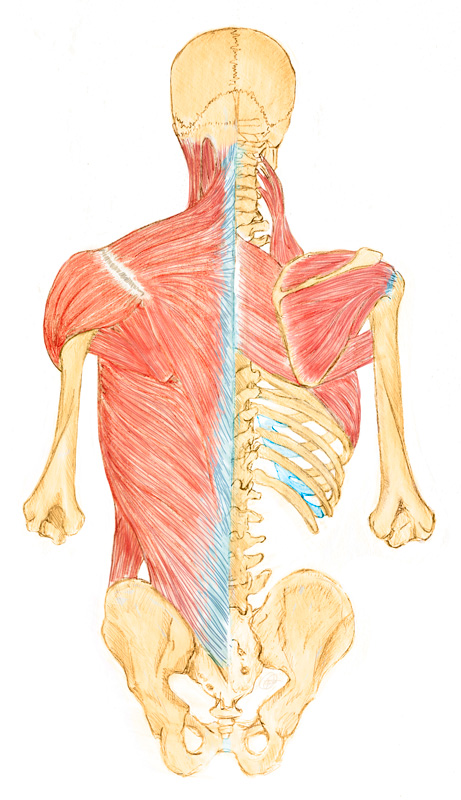 Sistema osteo-arto-muscular de la espalda